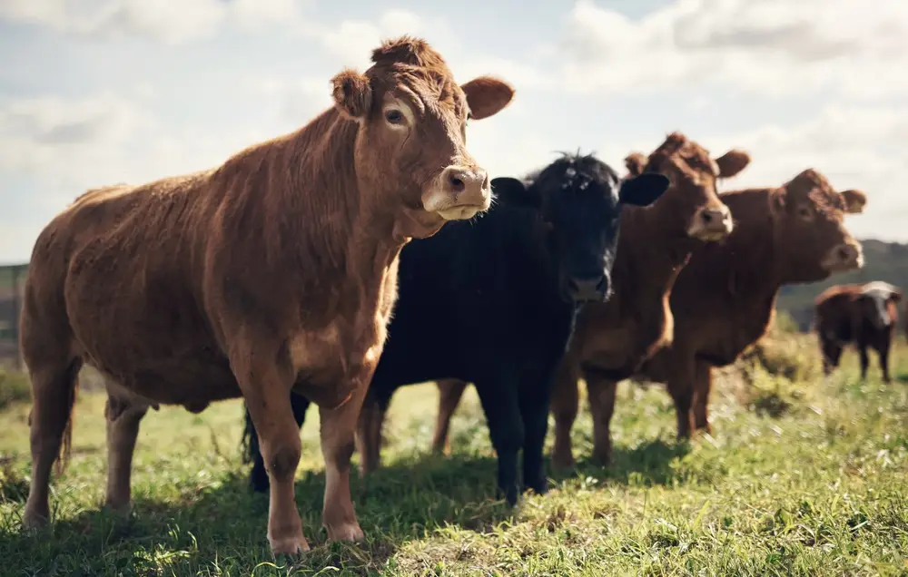 vache