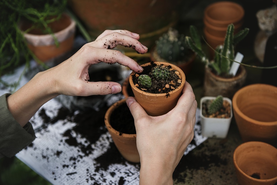 04 raisons qui vous pousseront à planter des arbres chez vous