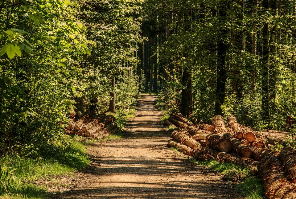 Ecosia : un moteur de recherche écologique pour la reforestation